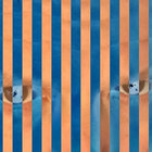 Braindrops Tropical Fuck Storm TFS