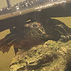 Levitation Sessions Babe Rainbow