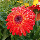 Levitation Sessions Babe Rainbow