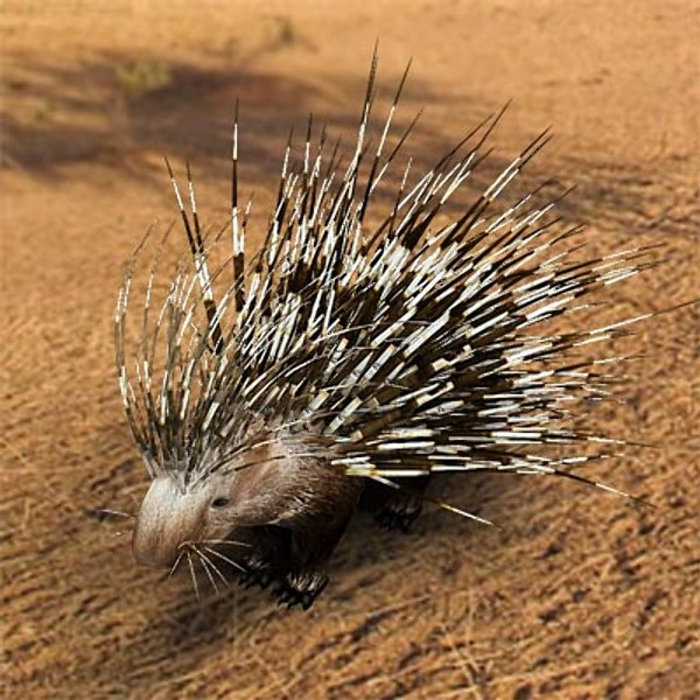 Where are hedgehogs from image