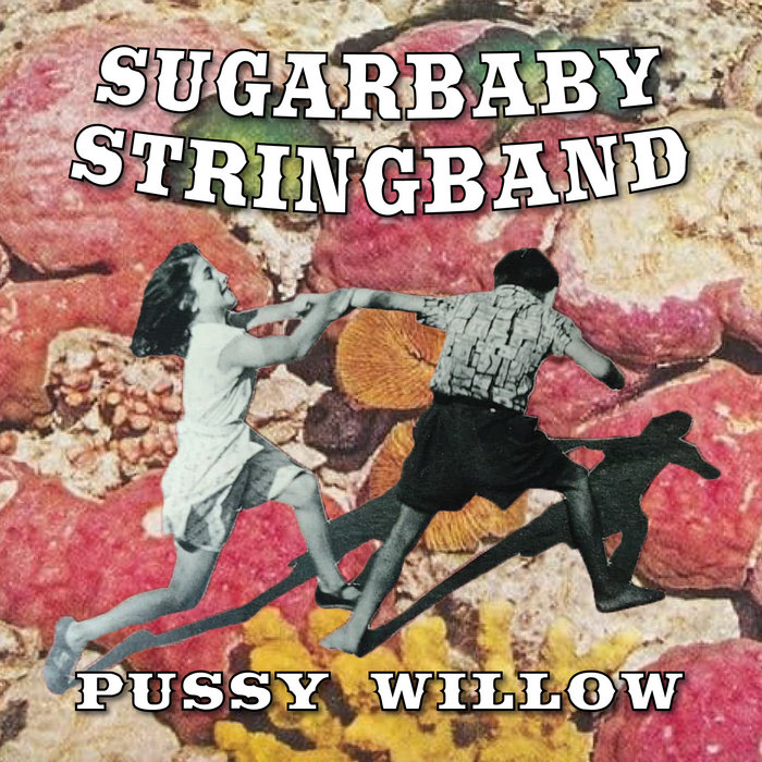 Pussy Willow Sugarbaby Stringband