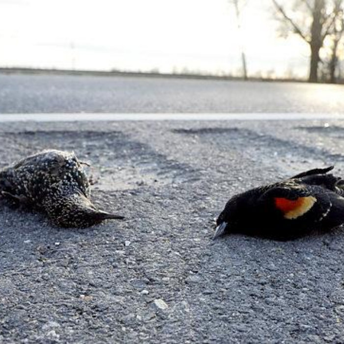 The Birds Gay But Not Gay