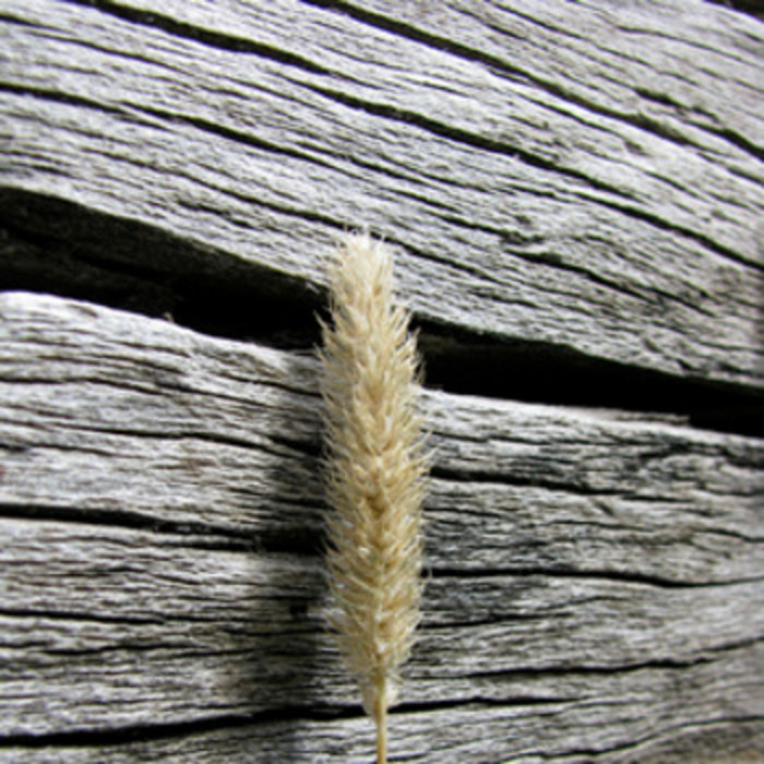 As Long As Grass Grows Or Water Runs Essay