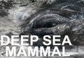 Deep Sea Mammal image