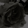 Great Grey — Photo