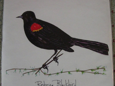 Redwing Blackbird - Redwing Blackbird main photo