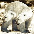 Polar Bears On Whizz image