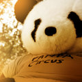 Panda Circus image