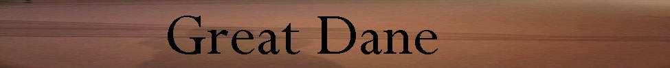 Great Dane — Photo