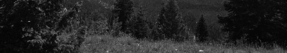 Great Grey — Photo