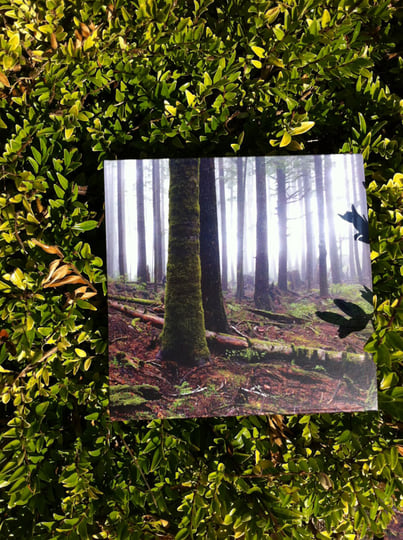 Edanticonf - Forest Echo [SSD07] | Edanticonf | Silent Season