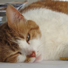 wilcow thumbnail