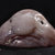 Dr Blobfish thumbnail