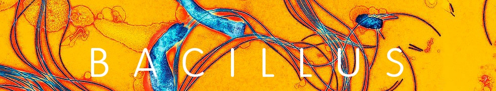 Bacillus — Photo