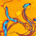 Bacillus photo