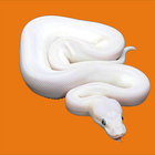 ghedo thumbnail