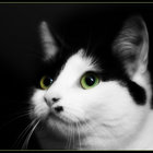 MadCat thumbnail