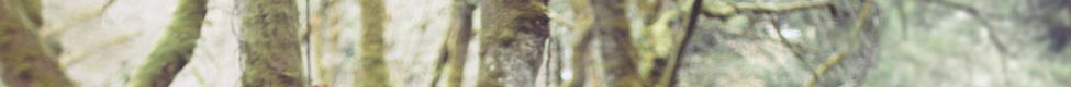 Elk and Boar — Photo · other