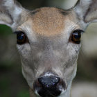 deer thumbnail