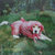 saran wrap beagle thumbnail
