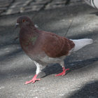 mrpigeon thumbnail