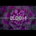 Bloom image