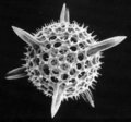 Microfossils image
