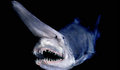 Black Water Sharks image