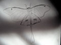 Lepidoptera image