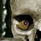 Grafvitnir thumbnail