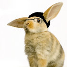 ElecRabbit thumbnail