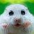 Hamster Enthusiast thumbnail