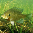 Bluegill thumbnail