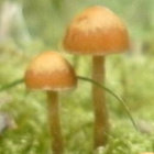 Tiny Worlds thumbnail