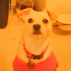 David O. thumbnail