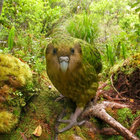 kakapo thumbnail