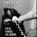 Hello - Yes, This is Dog image