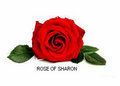 Rose of Sharon image