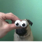 paul wilks thumbnail