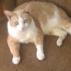 MAlbert thumbnail