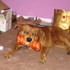 fathead dog thumbnail