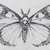 Moth thumbnail
