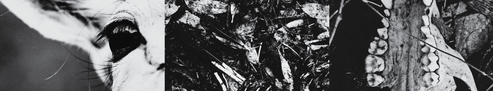 The Antioch Synopsis — Photo · other