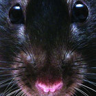persh thumbnail