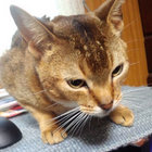 n seno thumbnail