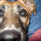 Flippo thumbnail