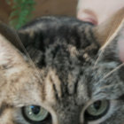 linomat thumbnail