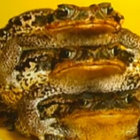 Sad Old Men thumbnail