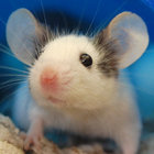LilacReindeer thumbnail