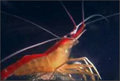 shrimpz image